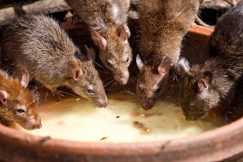 Ratos se reproduzem rapidamente e transmitem doenças graves