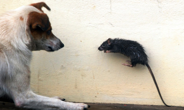 como acabar com ratos tendo cachorro em casa