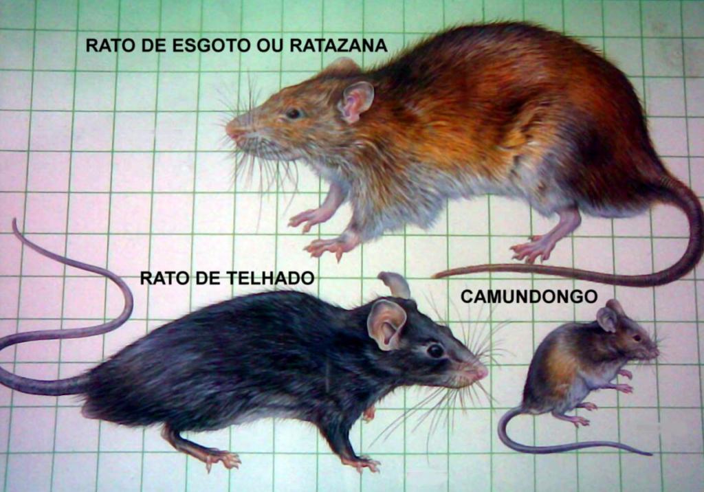 Você sabe quais os três tipos de ratos que assombram nossa cidade