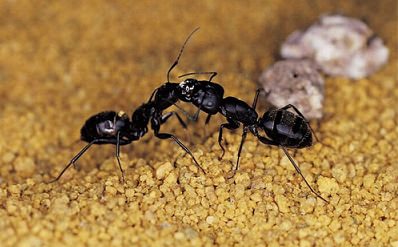 Problemas de uma infestação de formigas