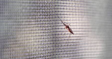 Prevenção contra mosquitos da dengue agora pra você