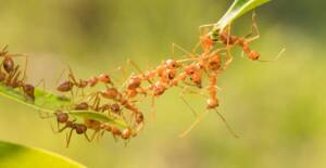 Como eliminar formigas do jardim? Os 8 melhores métodos que encontramos