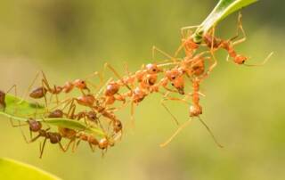 como acabar com formigas nas plantas