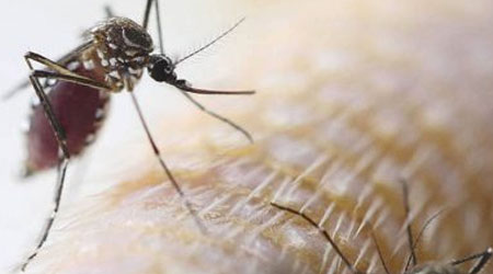 diferença entre pernilongo e mosquito da dengue