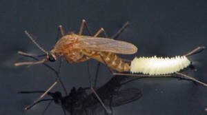 Tudo sobre o ciclo de vida dos mosquitos