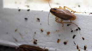 Como identificar uma infestação de baratas