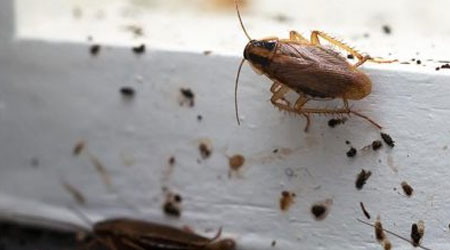 identificar infestação de baratas
