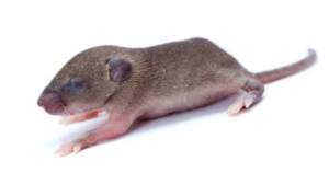 Como é um filhote de rato? Aprenda tudo sobre o ciclo de vida dos ratos