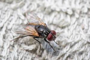 Revelamos as 7 melhores formas de acabar com as moscas