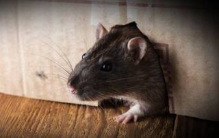 como funciona a dedetização de ratos na Insect