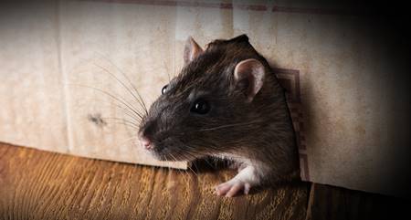 O que mais atrai ratos para sua casa