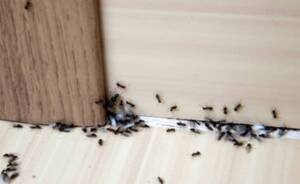 8 Melhores dicas para acabar as formigas em casa