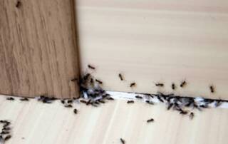 ninho de formigas