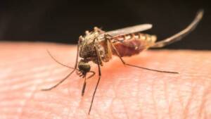 Você sabe quais são os horários mais ativos dos mosquitos? Vamos te contar!