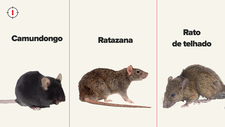 Aprenda tudo sobre as espécies de ratos que mais aparecem