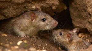 Infestação de ratos na sua casa? Aprenda como identificar!