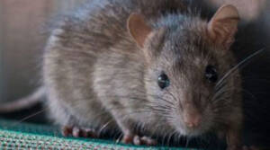 As 5 maiores dúvidas sobre ratos respondidas
