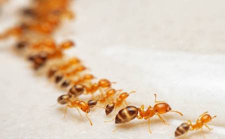 Tudo sobre formigas doceiras - InsectControl