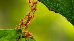 As 5 maiores curiosidades sobre as formigas respondidas