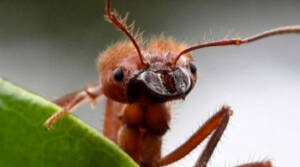 Uma infestação de formigas é perigosa?