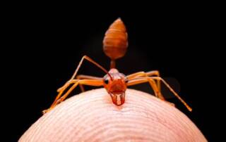 Aprenda o que fazer quando tomar uma picada de formiga