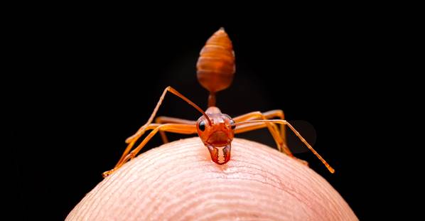 Aprenda o que fazer quando tomar uma picada de formiga