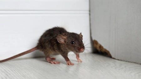 Como acabar com infestação de ratos em casa