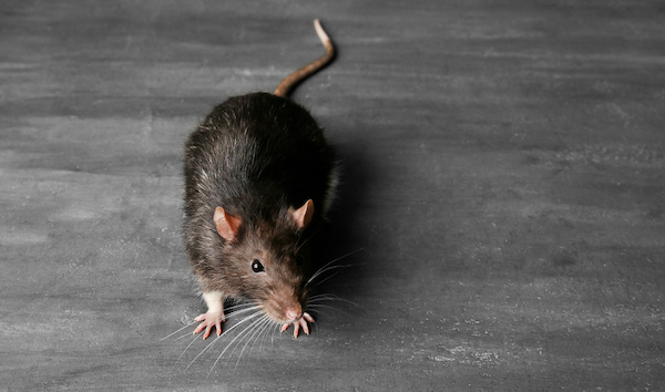 Ratos escalam paredes mesmo?