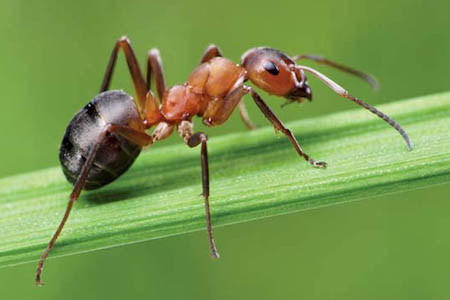 Função da formiga Operaria