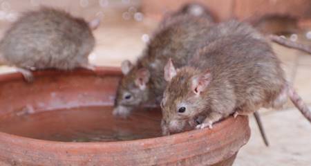 O que mais atrai ratos é fonte de água