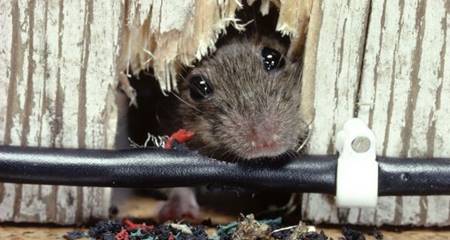 O que atraí ratos para sua casa são também buracos que servem de abrigos
