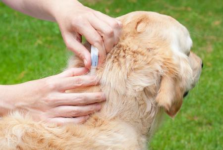 Como acabar com pulgas no cachorro usando remédio anti pulga