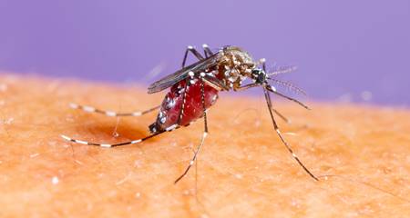 Características do mosquito da dengue e o pernilongo