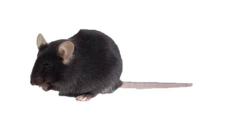 Espécies mais comuns de ratos são os camundongos