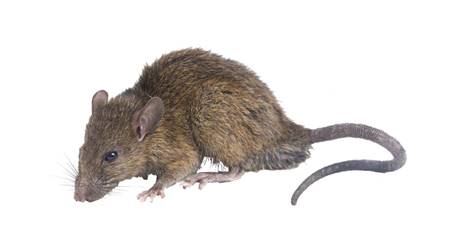 Hábitos dos ratos. Rato de telhado