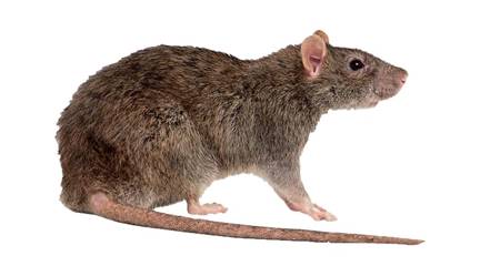 Ratazanas é uma das espécies de ratos mais comuns