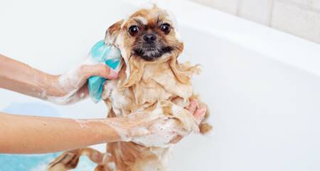 como tirar pulga de cachorro no banho