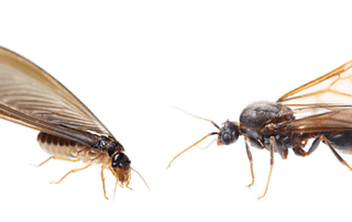 5 estratégias para diferenciar cupins alados de formigas voadoras