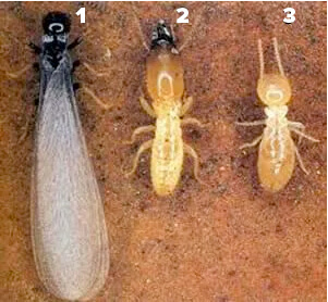 Diferenciar cupim alado de formiga voadora