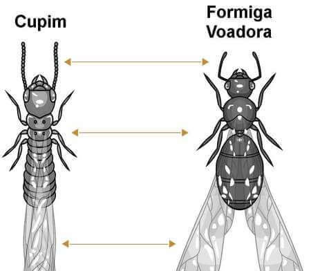 Diferenciar cupim alado de formiga voadora