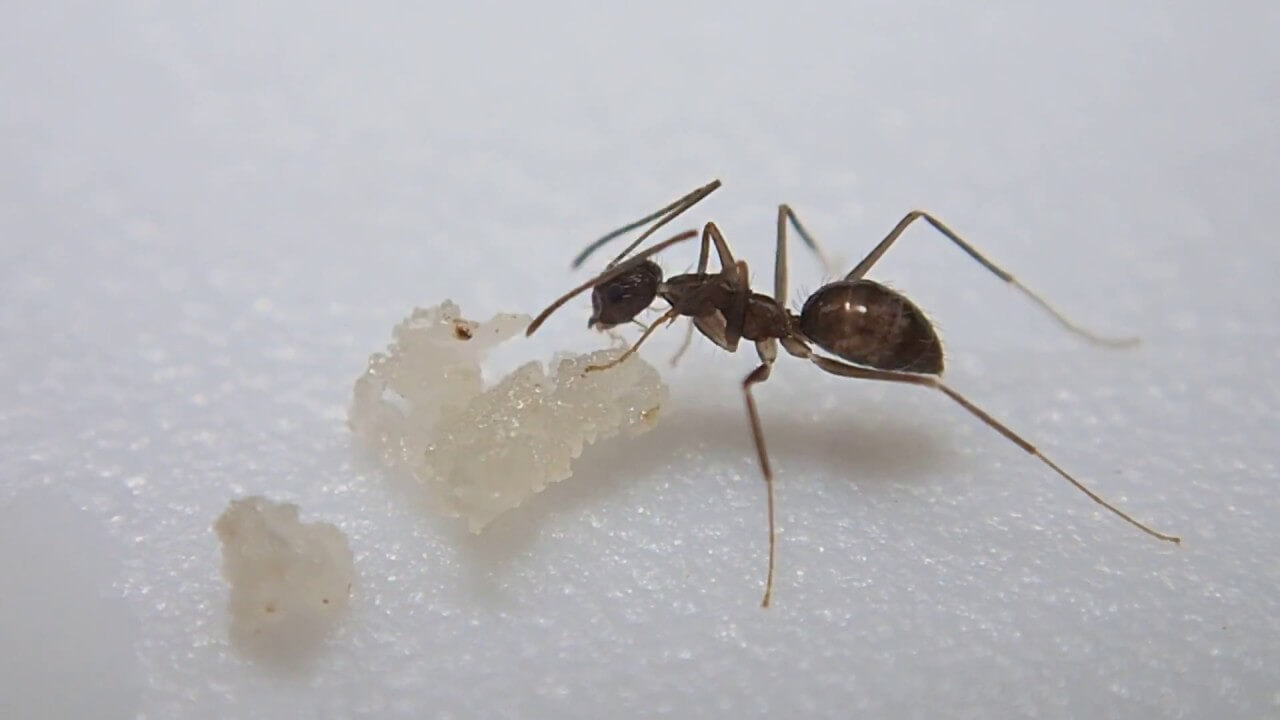 Formigas doceiras