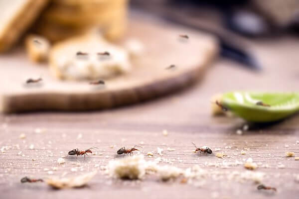 Formigas doceiras